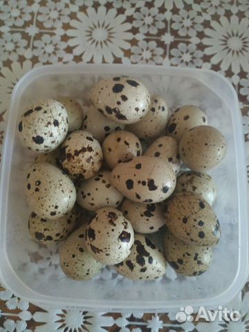 Купить яйца иваново. Домашние перепелиные яйца фото.