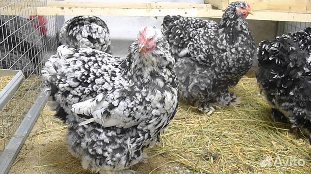 Инкубационное яйцо породистой птицы мясисто-яичные купить на Зозу.ру - фотография № 9
