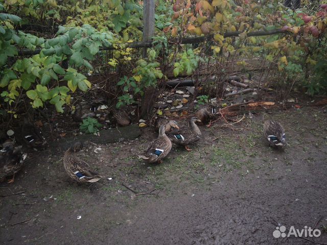 Подсадные утки купить на Зозу.ру - фотография № 4