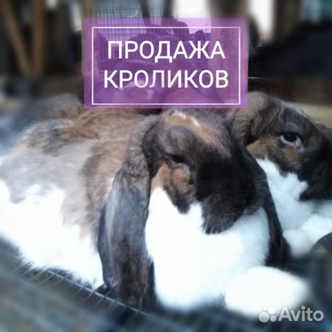 Продажа кроликов. порода серебро и французский бар купить на Зозу.ру - фотография № 10