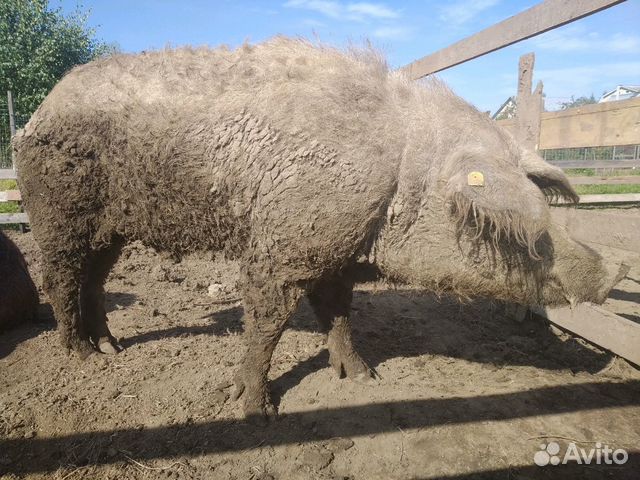 Ягнята. Поросята свиньи Венгерская мангалица Козы купить на Зозу.ру - фотография № 5