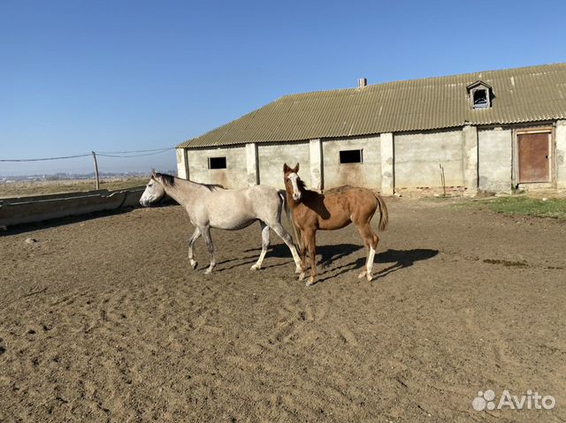 Продаю лошадей купить на Зозу.ру - фотография № 2