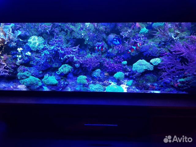 Морские живые кораллы купить на Зозу.ру - фотография № 2