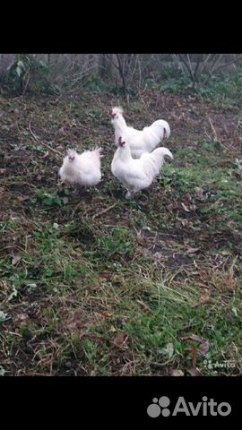 Китайская шелковая курица купить на Зозу.ру - фотография № 1