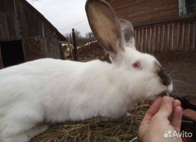 Кролики взрослые и крольчата купить на Зозу.ру - фотография № 5
