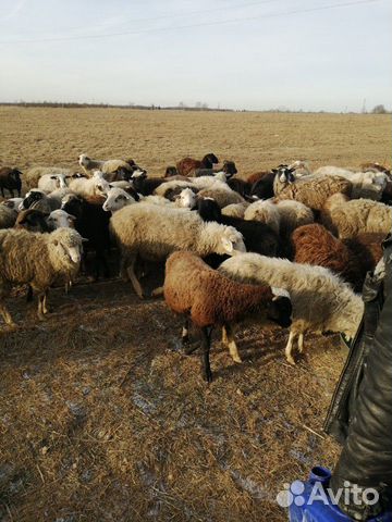 Бараны, овцы, ягнята, баранина купить на Зозу.ру - фотография № 4