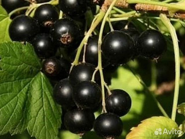 Черная смородина Черная смородина