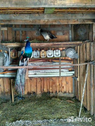 Продаю павлинов, голубей, фазанов купить на Зозу.ру - фотография № 9