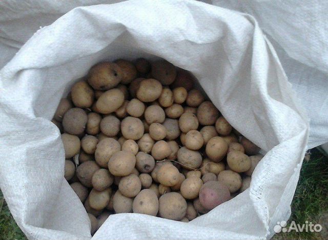 Картофель на корм скату купить на Зозу.ру - фотография № 1