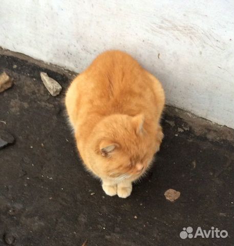 Кот в добрые руки купить на Зозу.ру - фотография № 4