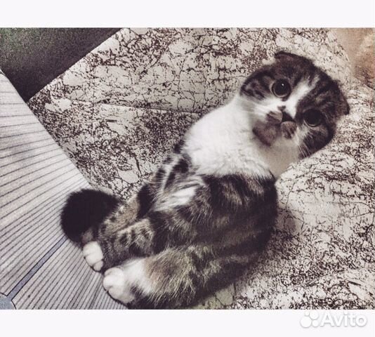 Вязка кошка шотландская купить на Зозу.ру - фотография № 1