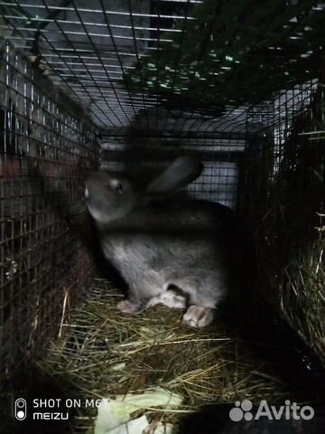 Продам живого кролика бельгийский фландер купить на Зозу.ру - фотография № 3