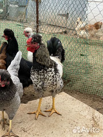 Инкубационные яйца,цыплята купить на Зозу.ру - фотография № 5