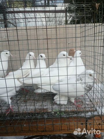 Бакинские бойные голуби купить на Зозу.ру - фотография № 9