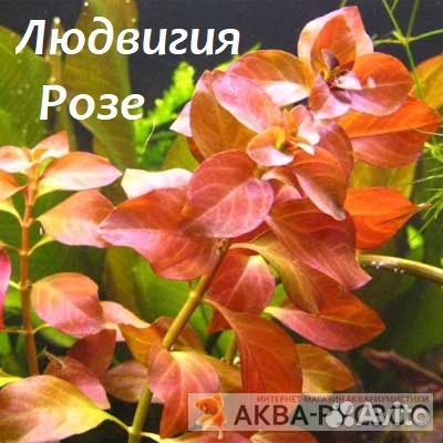 Аквариумные растения купить на Зозу.ру - фотография № 2