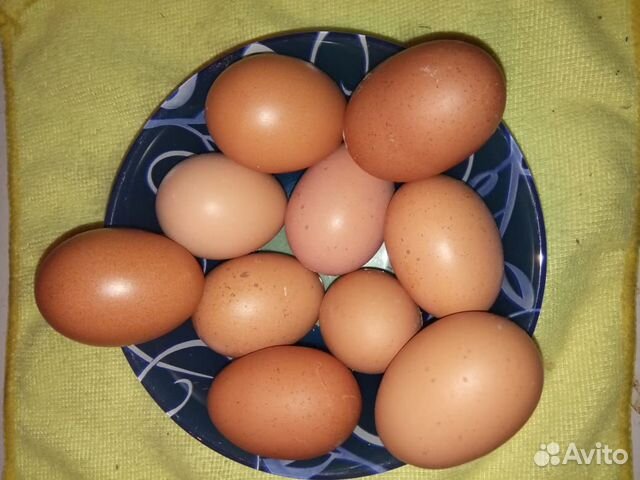 Инкубационное яйцо Маран купить на Зозу.ру - фотография № 1