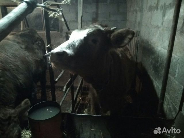 Телка для коровы купить на Зозу.ру - фотография № 4