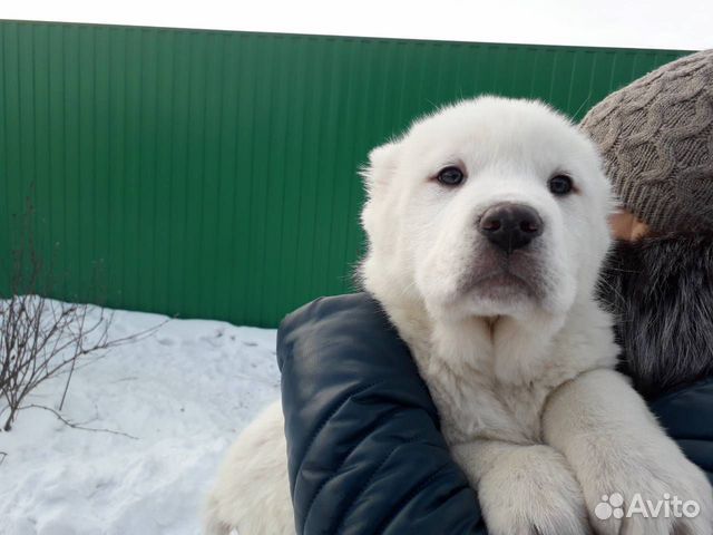 Щенки Абакан Купить На Авито С Фото