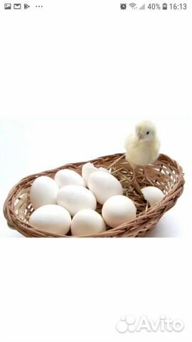 Яйцо инкубационное кур несушек купить на Зозу.ру - фотография № 1
