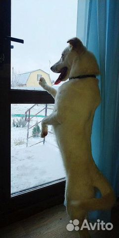 Маленькая бывшедомашняя собака в дар купить на Зозу.ру - фотография № 6