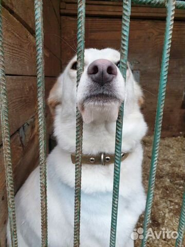 Преданная бывшедомашняя собака Долли ищет новых хо купить на Зозу.ру - фотография № 2