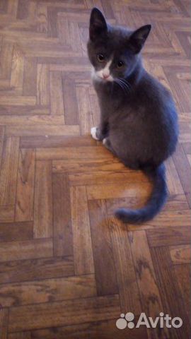 Отдам котят (мальчики) в хорошие руки