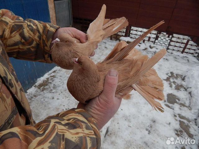 Продам голубей купить на Зозу.ру - фотография № 8