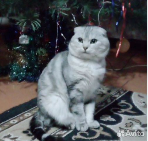 Вязка кот купить на Зозу.ру - фотография № 1