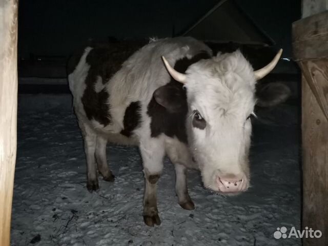 Тёлка, корова купить на Зозу.ру - фотография № 2