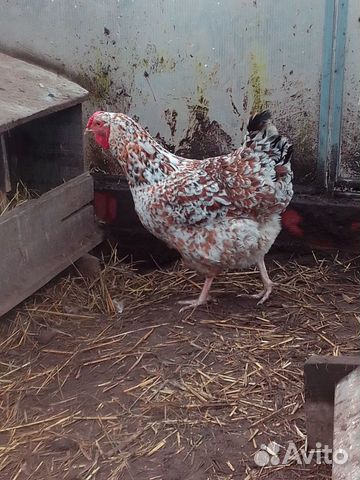 Яйца инкубационные от ливенских кур купить на Зозу.ру - фотография № 2