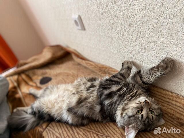 Ищем кошку на вязку