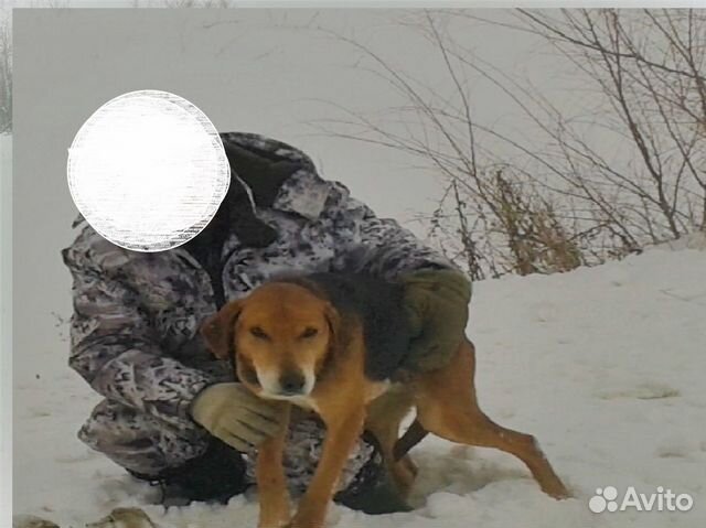 Попала собака русская гончая купить на Зозу.ру - фотография № 1