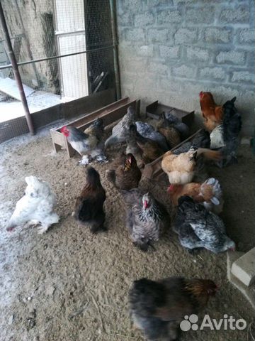 Цыплята брама купить на Зозу.ру - фотография № 2