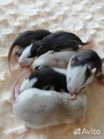 Малышы крысятки купить на Зозу.ру - фотография № 1