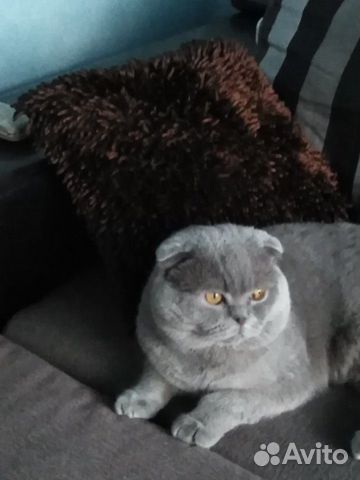 Лиловый парень