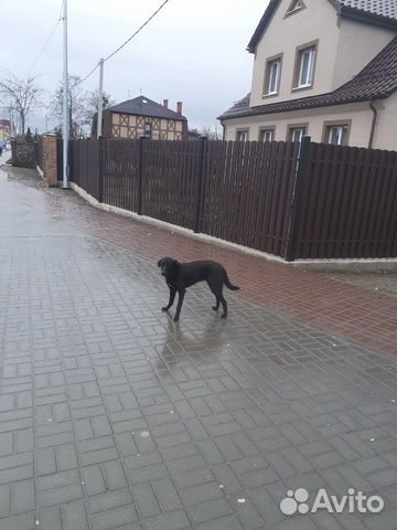 Найден пес купить на Зозу.ру - фотография № 2