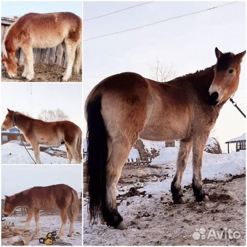 Лошади (Полутяжеловозы) купить на Зозу.ру - фотография № 1