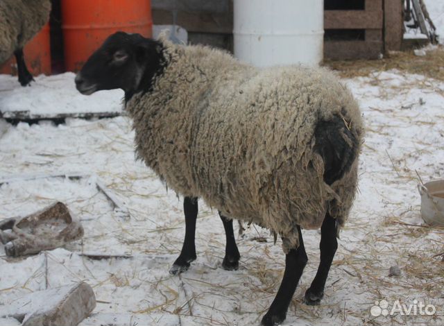 Баран и овцы купить на Зозу.ру - фотография № 1