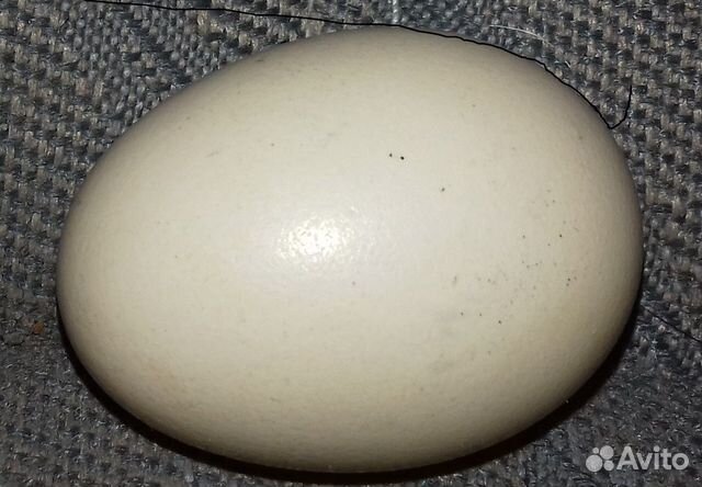 Инкубационное яйцо наполовину темное. Яйцо толи мыло толи ...... ?. Какой Австролорп несёт кремовое яйцо. Куплю инкубационное яйцо лизутантов в Смоленске.