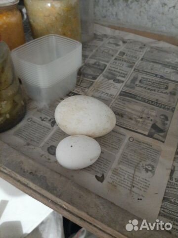 Инкубационное гусиное яйцо купить на Зозу.ру - фотография № 2