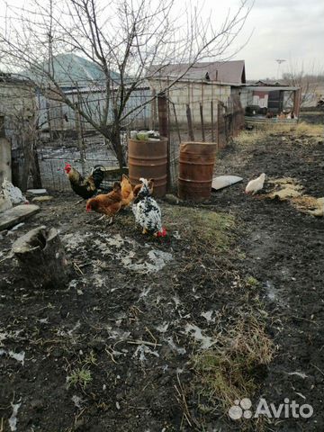 Яйцо домашней курицы купить на Зозу.ру - фотография № 1