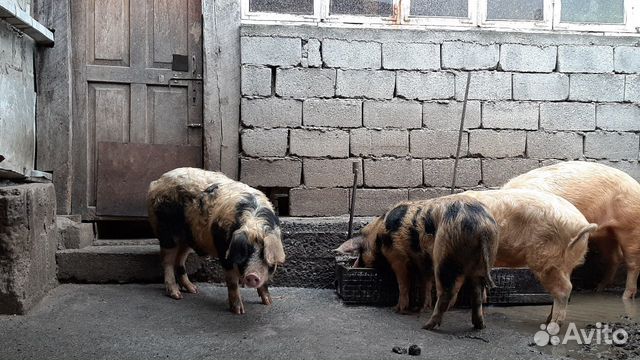 Свини купить на Зозу.ру - фотография № 3