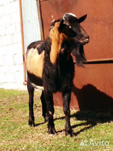 Племенной Альпийский козел. Возраст 2 года. Спокой купить на Зозу.ру - фотография № 2