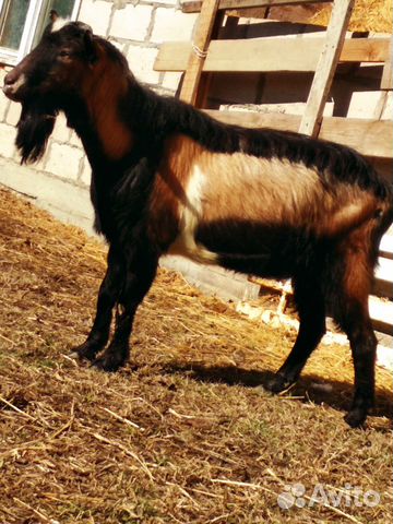 Племенной Альпийский козел. Возраст 2 года. Спокой купить на Зозу.ру - фотография № 3