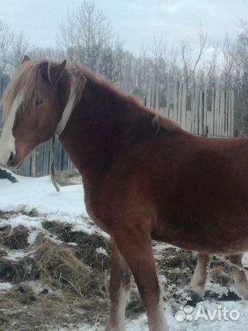 Конь(Жеребец) купить на Зозу.ру - фотография № 1