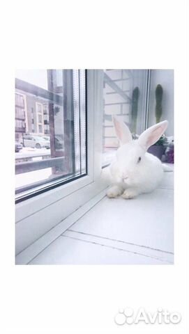 Белый декоративный кролик купить на Зозу.ру - фотография № 3