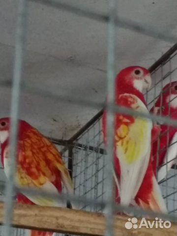 Средние и крупные попугаи купить на Зозу.ру - фотография № 6