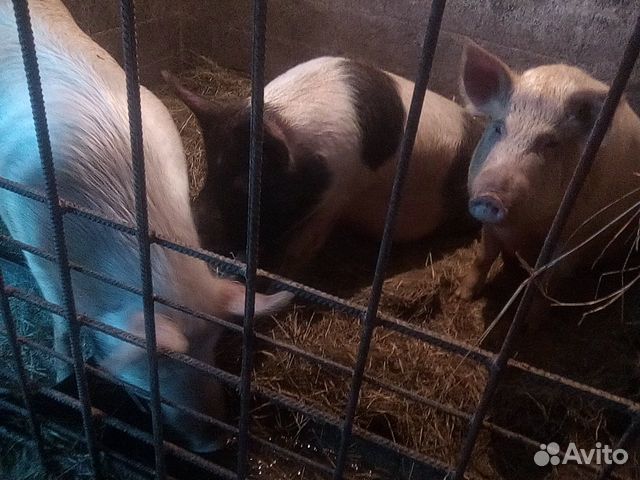 Свиньи на мясо купить на Зозу.ру - фотография № 1