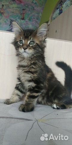 Котята Мейн-кунчики купить на Зозу.ру - фотография № 4