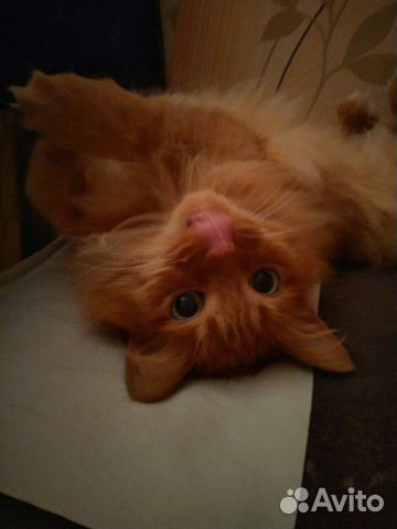 Лесной норвежский кот Лесной норвежский кот